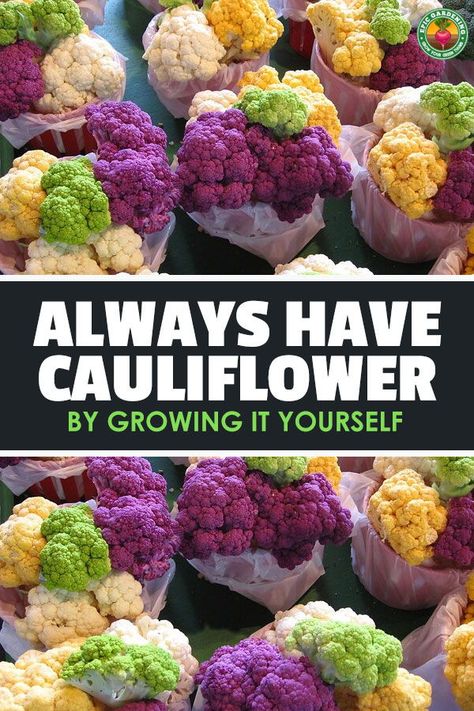 With cauliflower becoming ever more popular, growing cauliflower can ensure a constant supply from your own garden. Here's how to do it! #garden #gardening #gardener #gardeningtips #organicgardening #organicgarden #vegetablegardening #vegetablegarden #growyourownfood #cauliflower Growing Cauliflower In Containers, How To Grow Cauliflower, Grow Cauliflower, Farm Plants, Growing Cauliflower, Epic Gardening, Terrace Gardening, Cauliflower Plant, Cultivate Kindness