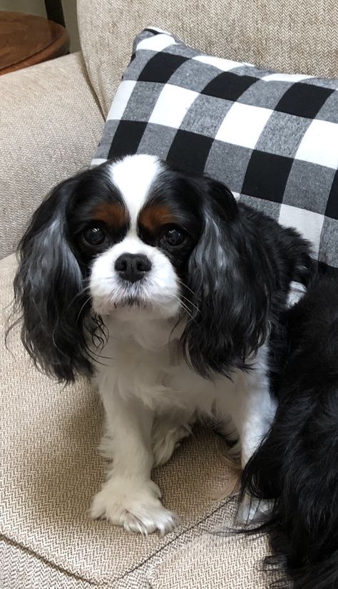 Black and White Holley King Charles Cavalier Spaniel Black, King Charles Spaniel Black, King Charles Cavalier, Cavalier Puppy, King Charles Dog, Dream Dog, White King, Xmas List, Black King