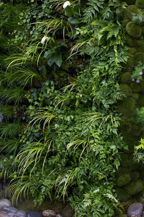 Living Wall Ideas Outdoor, Living Outdoor Wall, How To Make A Living Wall Outdoors, Garden Plant Wall Ideas, Green Living Wall Indoor, Diy Live Wall Outdoor, Diy Green Wall Outdoors, Making A Green Wall, How To Build A Living Wall