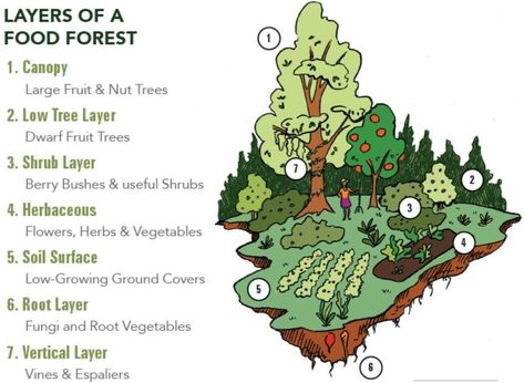 Permaculture Food Forest Design, Backyard Food Forest Layout, Food Forest Layout, Solarpunk Future, Forest Layers, Gardening 2023, Food Forest Design, Low Growing Ground Cover, Backyard Food