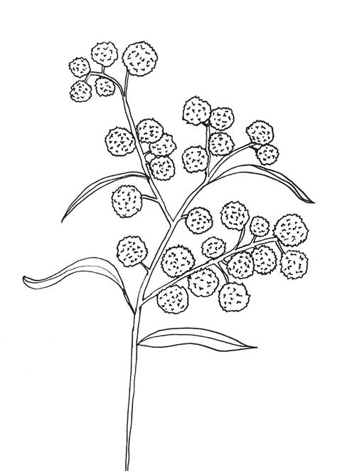 Wattle Flower Drawing, Wattle Drawing Simple, Golden Wattle Drawing, Australian Wildflowers Drawing, Wattle Drawing, Book Cover Drawing, Heritage Tattoo, Australia Flowers, Cover Drawing