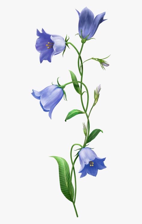 Bell Flower Illustration, Blue Bell Flowers Painting, Campanula Flowers Drawing, Paintings Of Blue Flowers, Blue Bell Flowers Drawing, Blue Bell Flowers Tattoo, Bluebells Flower Drawing, Bluebell Flower Drawing, Bell Flowers Drawing