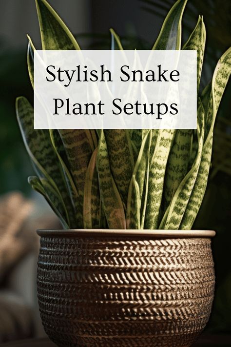 Snake plants have captivated people with their enchanting appeal, making them a popular choice among indoor plants. It's not hard to see why they are so beloved -- their unique beauty and numerous benefits make them a must-have for any plant enthusiast. Large Snake Plant Living Rooms, Snake Plant Styling, Unique Indoor Planter Ideas, Bedroom Snake Plant, Indoor Snake Plant Decor, Decorating With Snake Plants, Indoor Snake Plant, Snake Plant Decor Ideas Living Rooms, Snake Plant Decor Living Rooms