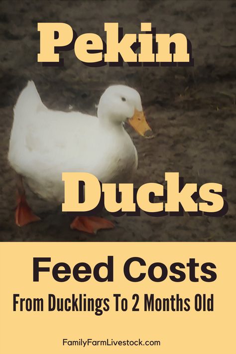 Pekin Ducklings, Tropical Picnic, Pekin Ducks, Duckling Care, Duck Feed, Pekin Duck, Chicken Raising, Backyard Ducks, Duck Farming