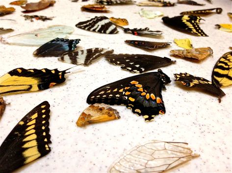 Butterfly Taxidermy, Diy Wings, Insect Wings, Moth Wings, Insect Collection, Bug Art, Goblin Core, Witchy Crafts, Wings Art