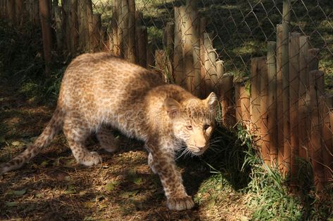 Strawberry Leopard, Small Wild Cats, Albino Animals, Rare Cats, Wild Animals Pictures, Animals Friendship, Cat Pose, Pretty Animals, Large Cats