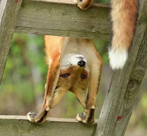 Fox Pictures, Pet Fox, Pretty Animals, Fox Art, Silly Animals, Cute Wild Animals, Cute Fox, Arte Fantasy, Cute Animal Photos