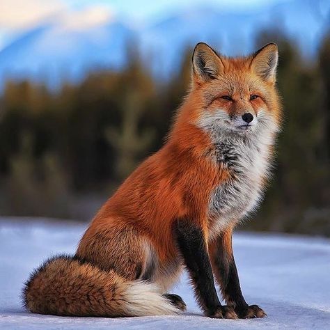 🦊 no1 Fox on Instagram: “Serenity 🦊 🦊 follow me for daily fox posts 🦊 check my store for fox things 👉link in bio👈 . . . . . #foxes #fox #foxesofinstagram #wildlife…” Red Foxes, Creature Fantasy, Fox Images, Foxes Photography, Fox Pictures, Fox Illustration, Pet Fox, Wild Dogs, Baby Fox