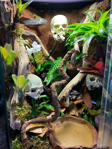 Joshes frogs and the dio dude Whites Tree Frog Vivarium, Tree Frog Enclosure Ideas, Dumpy Frog Terrarium, Dumpy Tree Frog Terrarium, Whites Tree Frog Enclosure, Whites Tree Frog Terrarium, Tree Frog Vivarium, Frog Terrarium Ideas, Tree Frog Enclosure