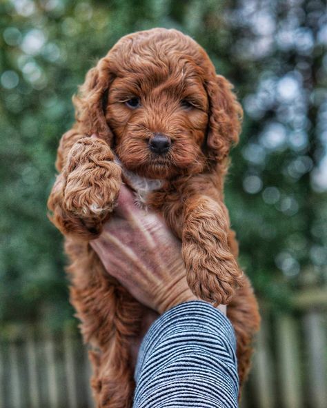 Irishdoodle #rowandoodles #doodlepup #doodlenugget #miniirishdoodle #poodlemix #irishdoodlesofinstagram #miniirishdoodle #doodletales… Mini Irish Doodle, Irish Doodle, Puppy Mix, Puppy Litter, Doodle Puppies, Really Cute Puppies, Doodle Puppy, Dog Mixes, Puppy Photos