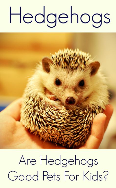 Does your child want a pet hedgehog? Come find out if hedgehog make good pets for kids! Good Pets For Kids, Pets For Kids, Best Pets For Kids, Pet Hedgehog, Low Maintenance Pets, Getting A Kitten, Easy Pets, Hedgehog Pet, Small Turtles