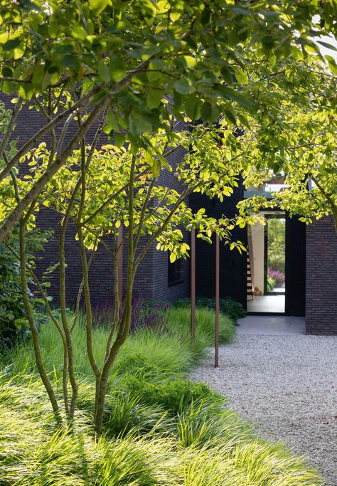 Architecture Garden Design, Amelanchier Lamarckii, Modern English Country, English Landscape Garden, 18th Century Landscape, Contemporary Gardens, Gravel Pathway, Moderne Have, Naturalistic Garden