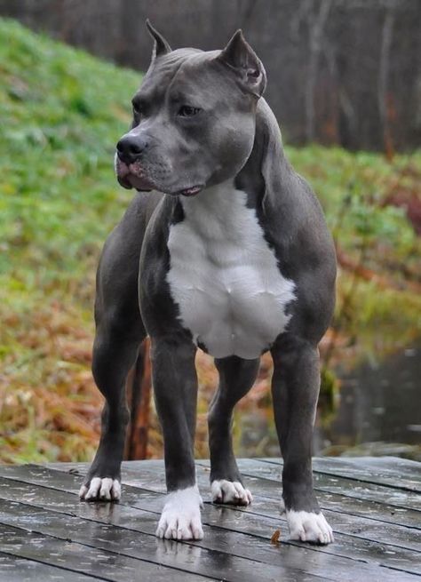 Pitbull Dog Names, Pitbull Dog Puppy, Pitbull Dog Breed, Pit Dog, Bully Breeds Dogs, Big Dog Breeds, Scary Dogs, American Pitbull, Dog Language