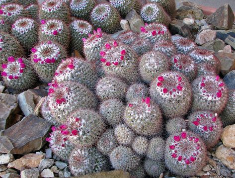 Arizona-Sonora Desert Museum, Tuscon, Arizona  -  Travel Photos by Galen R Frysinger, Sheboygan, Wisconsin Tuscon Arizona, Sonora Desert, Sheboygan Wisconsin, Arizona Travel, Sonoran Desert, Travel Photos, Stuff To Do, Wisconsin, Christmas Bulbs