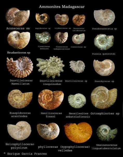 Ammonite Types Of Fossils, Facts About China, Dot Painting Tools, Fossil Bones, Rocks And Fossils, About China, Ammonite Fossil, Dinosaur Fossils, Prehistoric Creatures