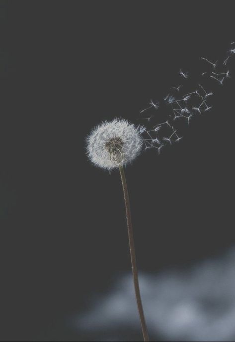 Dendalions Flower, Dandelion Aesthetic Art, Dandilines Flower, Dandelion Aesthetic, Dandelion Wallpaper, Wedding Invitation Background, Breakup Picture, Alone Photography, Flower Background Wallpaper