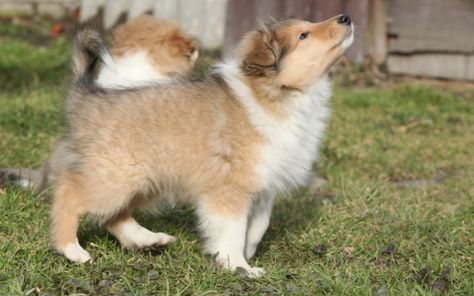 Rough Collie Puppy, Heritage Chickens, Scotch Collie, Collie Breeds, Collie Puppies, Rough Collie, Getting A Puppy, Companion Dog, Rare Breed