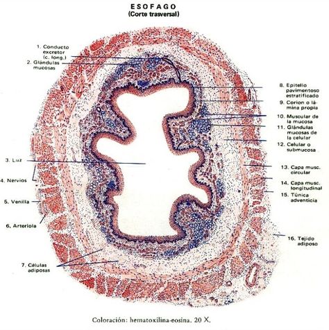 Esophagus Histology Anatomy