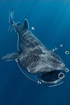 #oceanconservation #savetheocean #oceanlife #saveouroceans #oceanlove #theocean #oceanlovers #savethereef #oceanminded #saveourseas Whale Shark Background, Whale Shark Pfp, Whale Shark Cute, Whale Shark Aesthetic, Whale Shark Wallpaper, Shark Background, Shark Whale, Shark Photos, Swimming In The Ocean