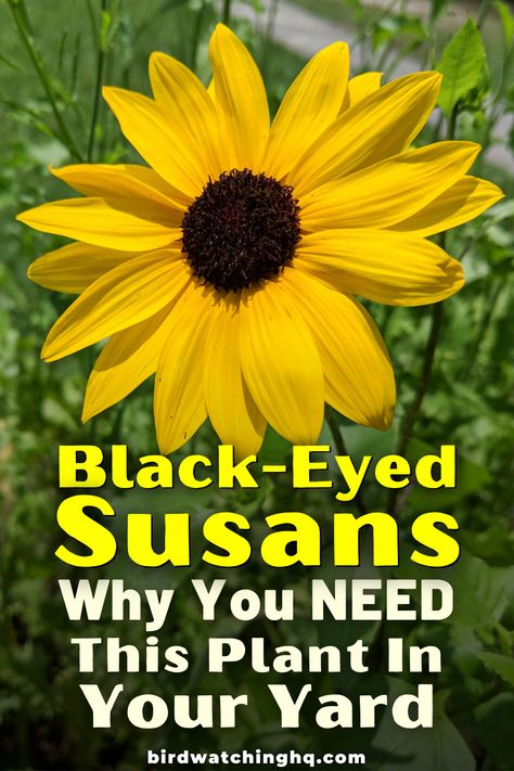 Black Eyed Susan Flower Bed, Black Eyed Susan Garden Ideas, Black Eyed Susans Landscaping, Black Flower Garden Ideas, Planting Black Eyed Susans, Black Eye Susans, Black Eyed Susan Landscaping, Blackeyed Susans Flowers, Black Eyed Susan Garden