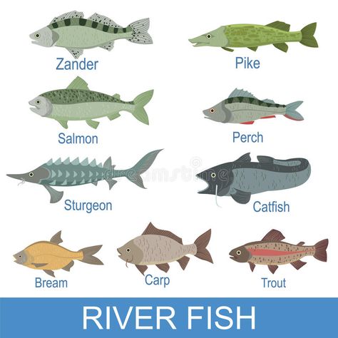 River Fish Identification Slate With Names. Realistic Infographic Illustration In Simple Style On White Background vector illustration Fish Names, Fish Chart, Fishing Australia, Fancy Fish, River Fish, Fish List, Image Of Fish, Saltwater Aquarium Fish, Betta Fish Types