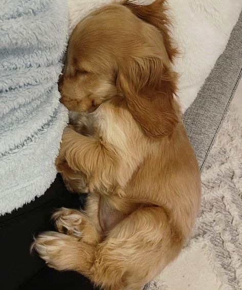 Golden Cocker Spaniel Puppies, Golden Cocker Spaniel, Regnul Animal, American Cocker Spaniel, Cocker Spaniel Puppies, Cute Animals Puppies, Very Cute Dogs, Cocker Spaniel Dog, Spaniel Puppies