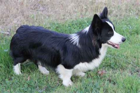 OMG!  My favorite (border collie) and Scott's favorite (corgi) mixed together!!!  I WANT ONE!!! Border Collie Corgi Mix Puppies, Border Collie Corgi Mix, Corgi Mix Puppies, Cardigan Corgi, Animal Magnetism, Really Cute Puppies, Border Collie Mix, Corgi Mix, Hybrid Dogs