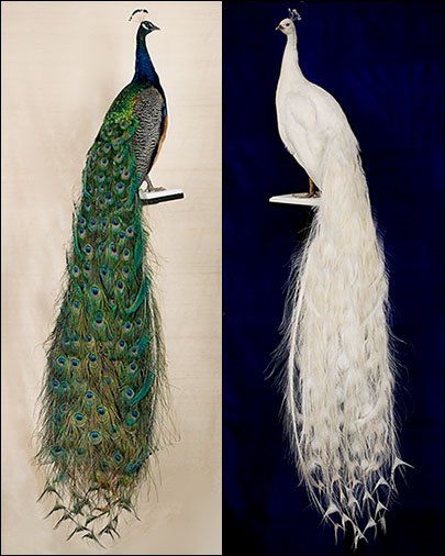 Random Inventions, Bird Parakeet, Albino Peacock, Taxidermy Decor, Peacock Photos, Peacock Tattoo, Peacock Pictures, Taxidermy Art, White Peacock