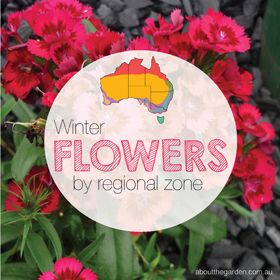 Planting Guide Australia, Flower Planting Guide, Vegetable Planting Guide, Garden Magazine, Planting Guide, Flower Pot Design, Australian Plants, Flower Guide, Winter Flowers