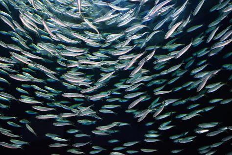 School of circling Alewives herring fish. Reimar – stock.adobe.comIn Howe Sound, British Columbia, a new generation of stewards is keeping careful tabs on the comeback efforts of a tiny fish with big cultural value. The post Schools of herring are filling a once-dead waterway appeared first on Popular Science. Herring Fish, Tiny Fish, The Comeback, Marine Fish, Popular Science, Sea Lion, School Photos, Killer Whales, New Generation