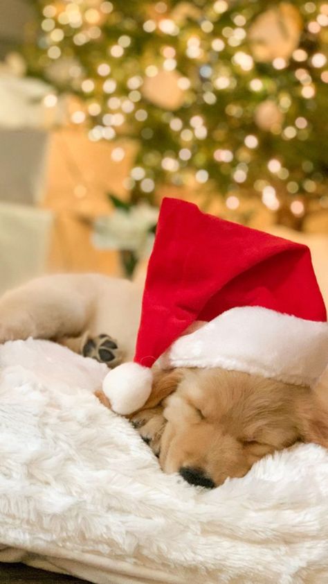 Family Christmas Photos With Dogs, Cute Family Christmas Photos, Captions For Dogs, Christmas Photos With Dogs, Christmas Dog Illustration, Christmas Puppies Pictures, Dogs Pfp, Christmas Pet Photos, Pfp Christmas