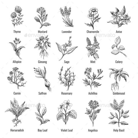 Vintage Botanical Herbs Sketch by vectortatu | GraphicRiver Spice Plants, Vegetable Tattoo, Plants Drawings, Patchwork Aesthetic, Herb Tattoo, Plant Sketches, Herbs Plants, Wild Herbs, Magic Herbs