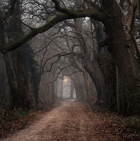 Pic of something like this and one with Don and I walking down it. Inkheart Aesthetic, Matka Natura, Over The Garden Wall, Season Of The Witch, Dirt Road, Sleepy Hollow, Dark Academia Aesthetic, Autumn Aesthetic, Book Ideas