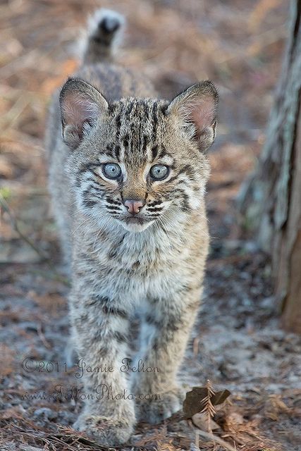 ~~Bobcat kitten Bobcat Kitten, Lynx Lynx, Gato Grande, Earth Spirit, Cheetahs, Cute Kittens, Lynx, Beautiful Cats, Baby Cats