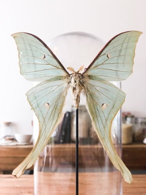 Butterfly and Moth Project for Grade School — Happily Curated Chaos Butterfly Science Project, Paper Moth, Butterfly And Moth, Butterfly Science, Human Body Unit, Moth Butterfly, Nature Projects, Butterfly House, Homeschool Ideas