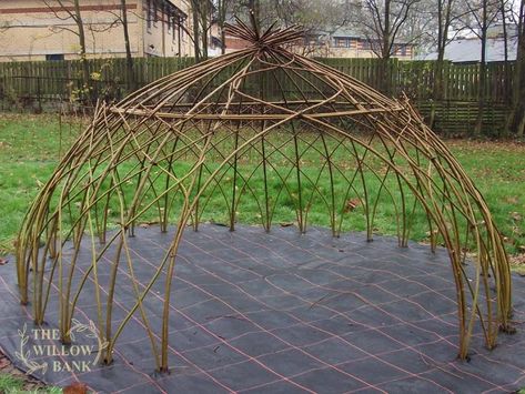 Living Willow Structures, Willow Dome, Willow Structures, Garden Huts, Living Willow, Bamboo Building, Fire Pit Landscaping, Late November, Willow Branches