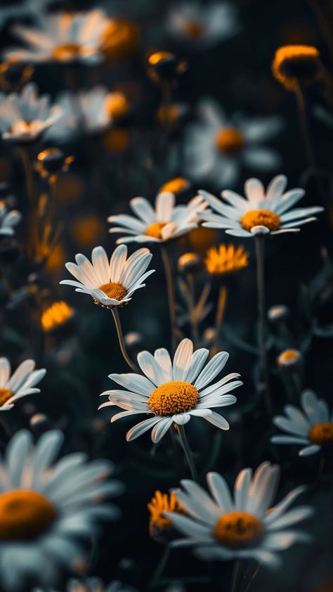 Wallpaper daisies, flowers, petals, blur, summer, sunrise, Flowers 4K by Nady Murr. Download wallpaper daisies, flowers, petals, blur, summer, sunrise for free. Sunrise Flowers, Pretty Flowers Photography, Summer Sunrise, Christmas Tree Accessories, Images Design, Daisy Wallpaper, Autumn Leaves Photography, Flowers Petals, Creative Profile Picture