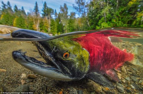 Snapper: Austrian Wolfgang Zwicknagl won second place in the Over/Under category with this fish who looks ready to spring on to land Underwater Fashion, Sockeye Salmon, Water Animals, Still Photography, Underwater Photos, Aquatic Animals, Underwater Photography, Underwater World, Sea Animals