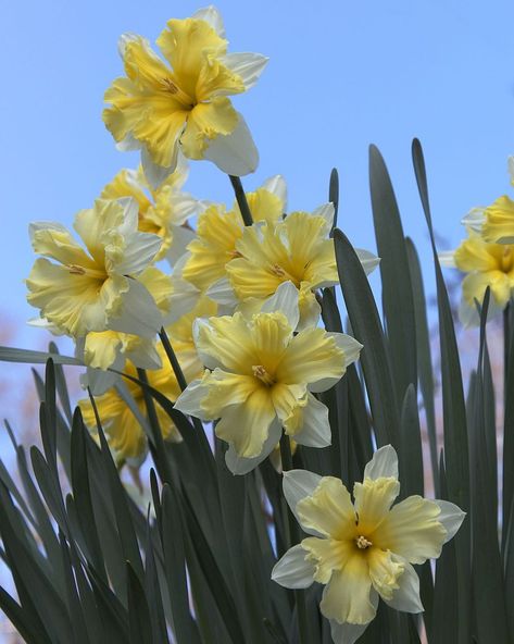 Andrew Crabb on Instagram: “Bringing a close to the daffodil season in the kitchen garden,Narcissus Chanterelle is a beauty. #daffodils #narcissus…” Narcissus Aesthetic, Narcissus Flower Aesthetic Wallpaper, Narcissus Wallpaper, Daffodil Aesthetic, Flowers Narcissus, Narcissus Paperwhite, Narcissus Pseudonarcissus, Narcissus Flower, British Garden