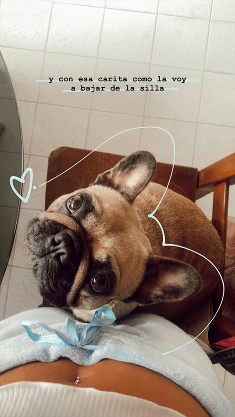 Ideas pa subir a tus stories al peludo amor de tu vida Zoo Photography, Dog Foto, Instagram Story Filters, Dog Selfie, Give Birth, Animal Portraits, Dog Stories, My Animal, Instagram Feed Inspiration