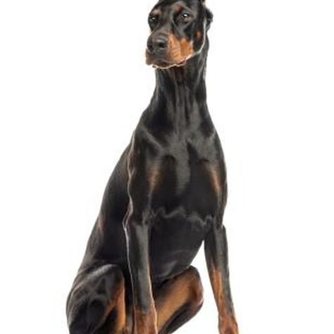 German Doberman, Perro Doberman Pinscher, Doberman Pinscher Natural Ears, Doberman Pinscher Blue, Doberman Pinscher Funny, Doberman Puppies For Sale, Doberman Training, European Doberman, Doberman Mix