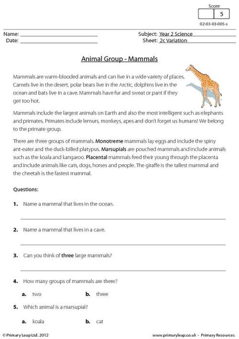 Mammals Animals, Science Anchor Charts, Animal Body Parts, Fun Facts About Animals, Animal Worksheets, English Grammar Worksheets, Primary Resources, Science Units, Animal Groups