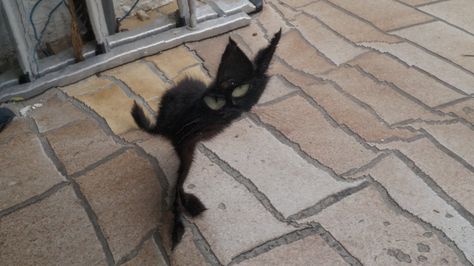 😺 Cursed Black Cat, Scary Black Cat, Funny Looking Cats, Ugly Cat, Black Cat Meme, Black Cat Grunge Aesthetic, Funny Animal Photos, Silly Cats Pictures, Funny Cute Cats