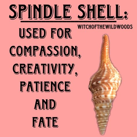 WitchOfTheWildWoods Shells Witchcraft, Seashell Magick, Shells Meaning, Magick Correspondences, Shell Meaning, Sea Magick, Shell Magic, Alchemy Elements, Divination Methods