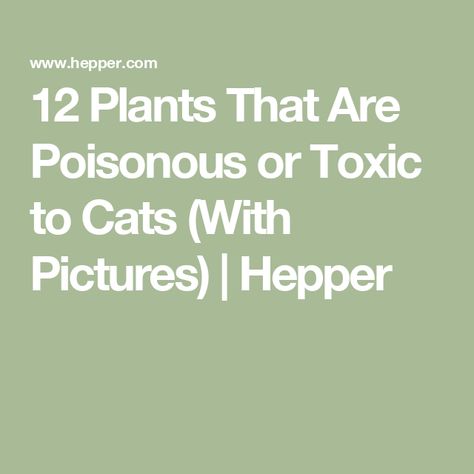 12 Plants That Are Poisonous or Toxic to Cats (With Pictures) | Hepper Plants Cats Hate, Plants Poisonous To Cats, Mass Cane Plant, Plants Poisonous To Dogs, Mass Cane, Toxic To Cats, Toxic Plants For Cats, Arrowhead Plant, Sago Palm