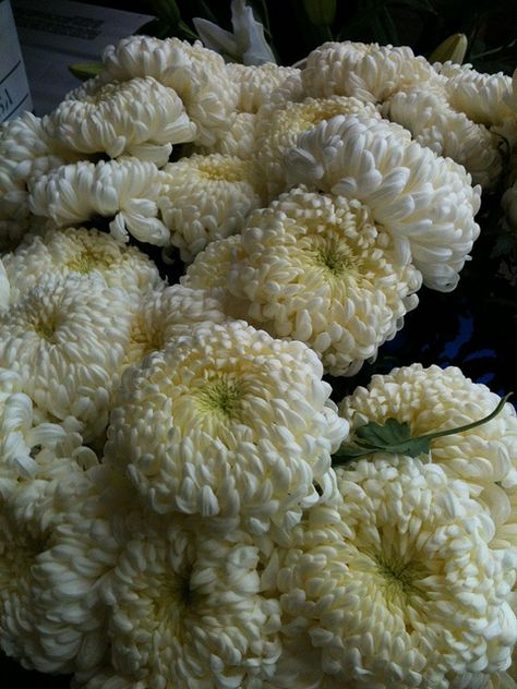 white disbud mums, One of my favorite flowers. Football Mums, White Mums, Floral Design Classes, Flower Identification, White Weddings, Here Comes The Bride, Bohemian Wedding, Orange Blossom, Chrysanthemum