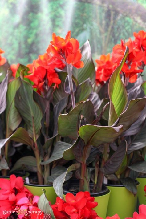 No matter the garden, you can embrace the tropical feeling and vivid colour of the canna lily. Learn all about growing canna lilies and make your garden a an oasis! Canna Lily Care, Canna Lily Garden, Canna Lilly, Canna Flower, Lily Care, Lily Seeds, Garden Therapy, Canna Lily, Creeping Jenny