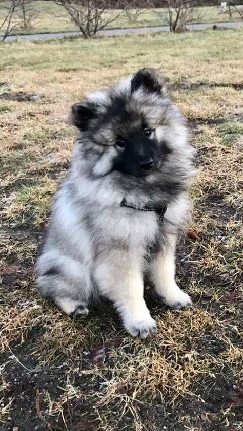 Eurasier Puppy, Keeshond Puppy, Keeshond Dog, Pretty Dogs, Puppies Funny, Cute Dogs And Puppies, Cute Animal Pictures, Cute Little Animals, Beautiful Dogs