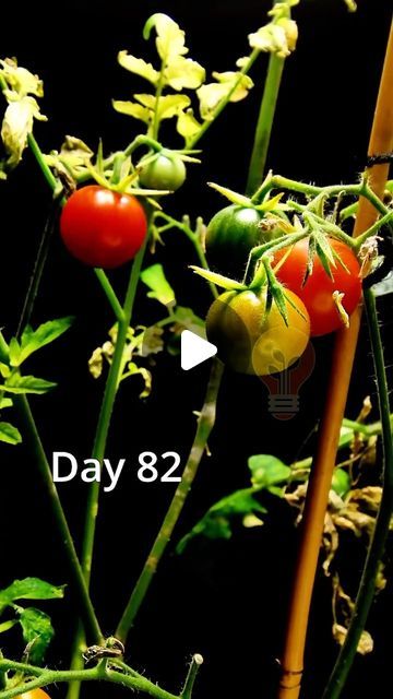 Tomatoes Growing, Growing Tomatoes From Seed, Gardening Indoors, Tomato Seeds, Growing Tomatoes, Tomato Plants, Time Lapse, Growing Vegetables, Fruits And Vegetables