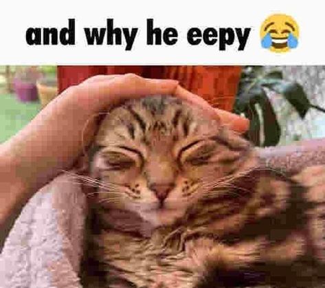 Cat Reaction Pictures, Eepy Cat, Cat Reaction, Ugly Cat, Cats Pictures, Cat Pfp, Silly Cats Pictures, Silly Images, Cat Boarding